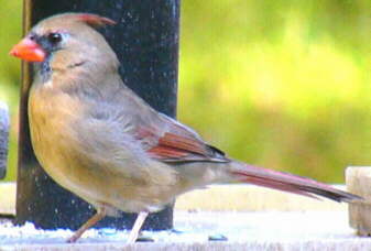 Female Northern Cardinal