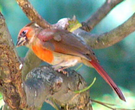 Juvenile Northern Cardinal