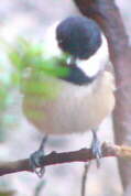 Carolina Chickadee