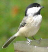 Carolina Chickadee