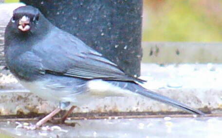 Dark-eyed Junco