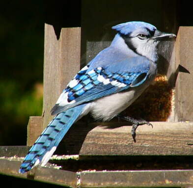 Bluejay