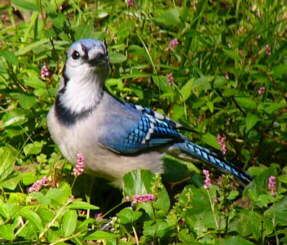 Bluejay