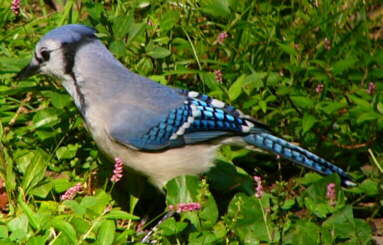Bluejay