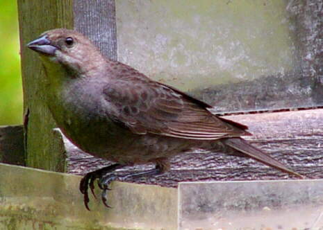 Brown-headed Cowbird