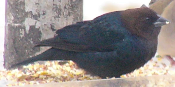 Brown-headed Cowbird