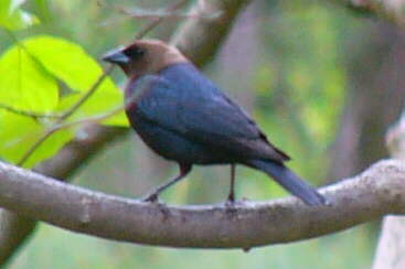 Brown-headed Cowbird