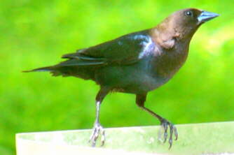Brown-headed Cowbird
