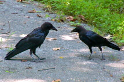 Brown-headed Cowbird