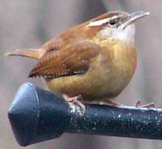 Carolina Wren