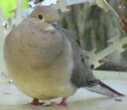 Mourning Dove