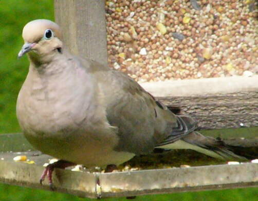 Mourning Dove