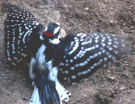 Male Downy Woodpecker