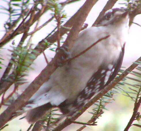 Male Downy Woodpecker
