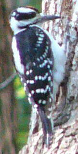Hairy Woodpecker