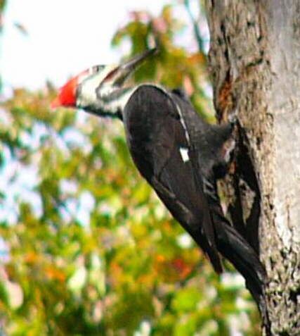 Pileated Woodpecker