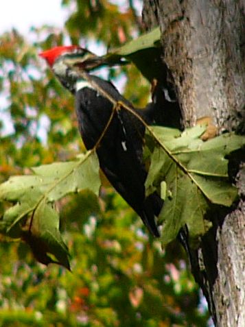 Pileated Woodpecker
