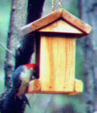 Red-bellied Woodpecker
