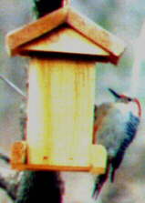 Red-bellied Woodpecker