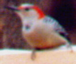 Red-bellied Woodpecker