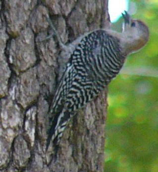 Juvenile Red-bellied Woodpecker