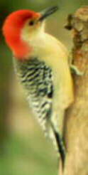 Red-bellied Woodpecker