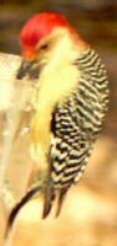 Red-bellied Woodpecker