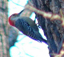 Red-bellied Woodpecker