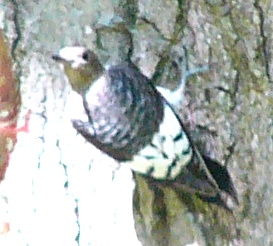 Red-headed Woodpecker