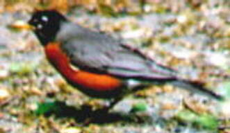 Robin
