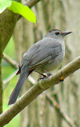 Gray Catbird