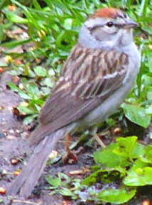 Chipping Sparrow