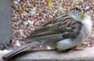Chipping Sparrow