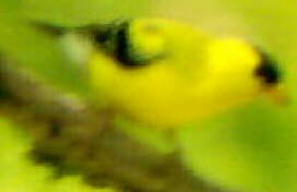 American Goldfinch