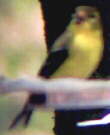 American Goldfinch