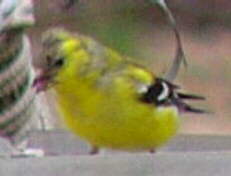 American Goldfinch