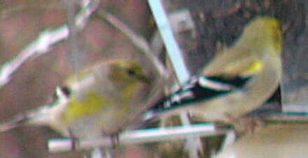 American Goldfinch