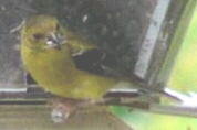 American Goldfinch