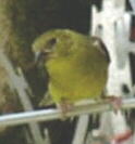 American Goldfinch