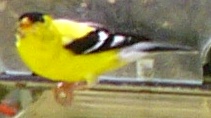 American Goldfinch