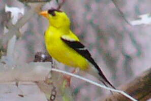 American Goldfinch