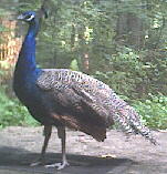 Peacock