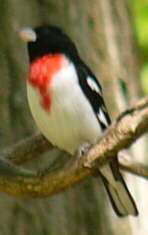 Rose-breasted Grosbeak