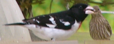 Rose-breasted Grosbeak
