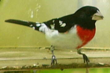 Rose-breasted Grosbeak