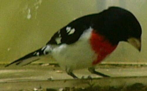 Rose-breasted Grosbeak