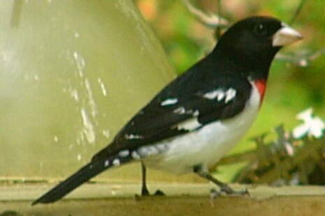 Rose-breasted Grosbeak