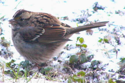 White-throated Sparrow