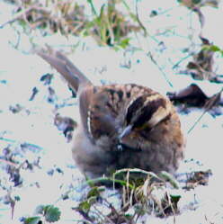 White-throated Sparrow