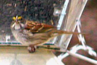 White-throated Sparrow